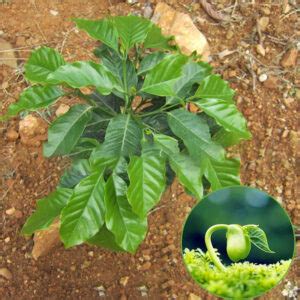 Coffee Tree Seeds 50pcs For Outdoor Cultivation - BestSeedsOnline.com ...