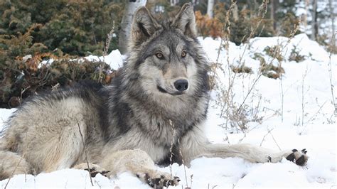 Tiny Wolf Pups Arrive At Wolf Park In Battle Ground; Watch Them Grow ...