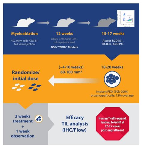 Humanized Mouse Models for Immunotherapy Research