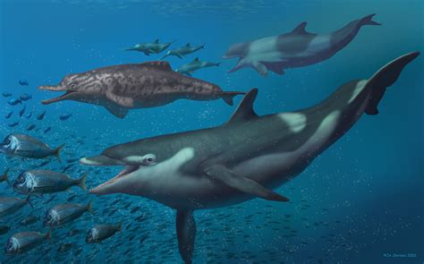 Previously unknown dolphin species were present in ancient Swiss ocean ...