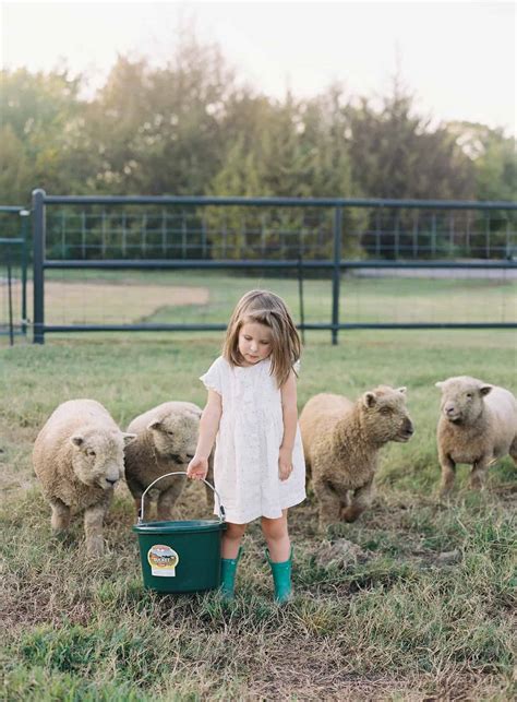 Babydoll Sheep Size & Personality | Everly & Raine Co.