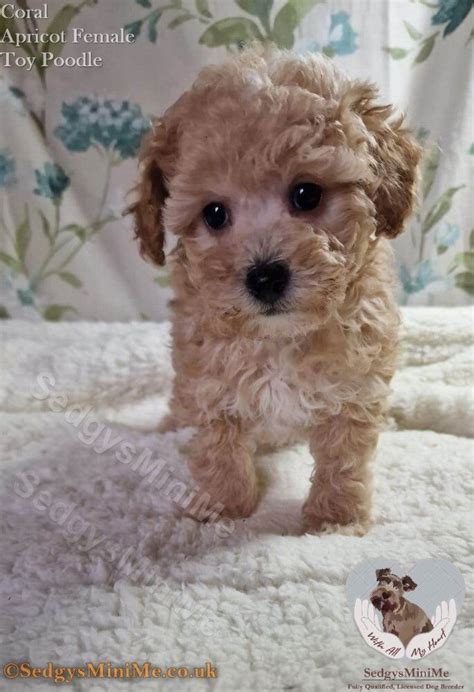 SedgysMiniMe Coral : Apricot Toy Poodle Female Puppy