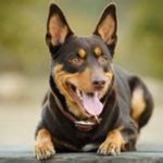 Australian Kelpie 101: Owner's Guide