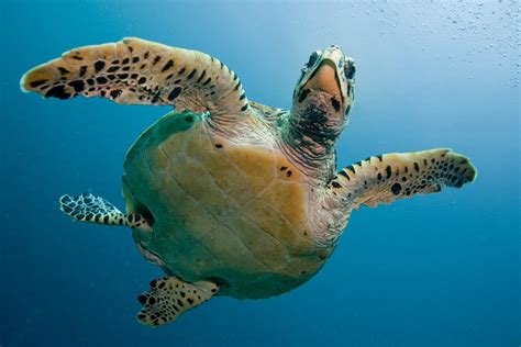 Everglades Rare And Endangered Species | Fort Lauderdale Airboat Rides