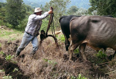 Oxen Plowing 3 Free Stock Photo - Public Domain Pictures