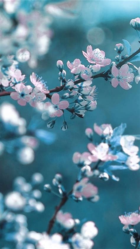 Top 59+ blue cherry blossom wallpaper super hot - in.cdgdbentre