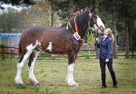 Beautiful Shire Horse | Equine photography, Horses, Shire horse