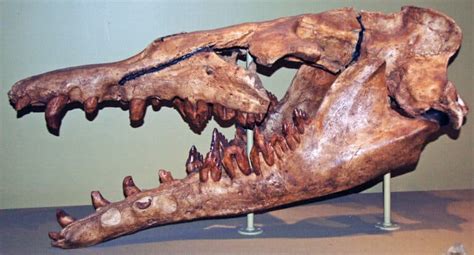 Basilosaurus - A-Z Animals