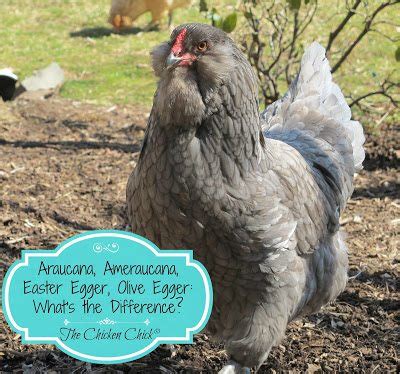 Araucana, Ameraucana or Easter Egger, What's the difference?