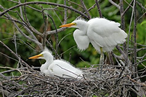 Great Egret Nesting Photograph by Jennifer Robin - Fine Art America