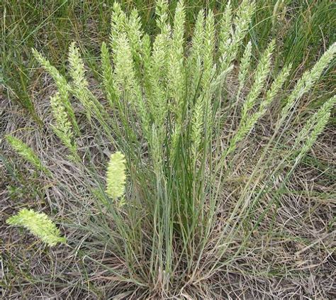 june grass, PERENNIAL ORNAMENTAL, 160 seeds! GroCo - Plants & Seedlings