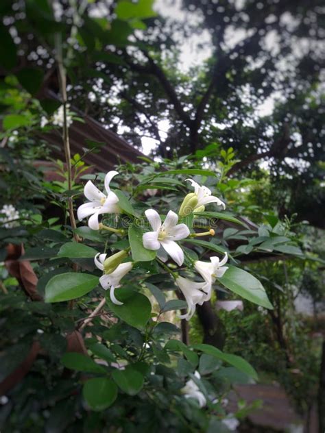 White Kemuning Flower Photo Stock Photo - Image of leaf, produce: 260122808