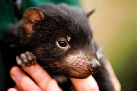 Where to find a Tasmanian Devil - Tasmania Magazine