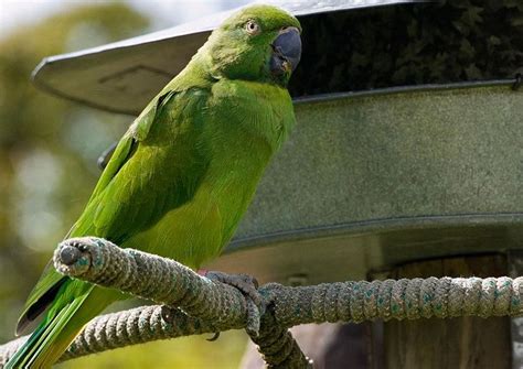 mauritius parakeet e1300083664446 10 of the Worlds Rarest Birds | List ...