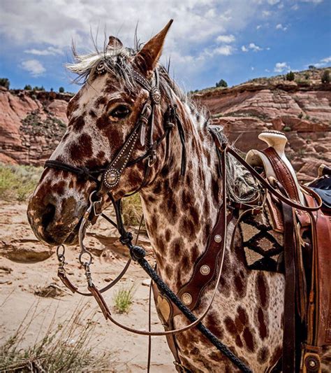 Leopard Appaloosa Horse : pics