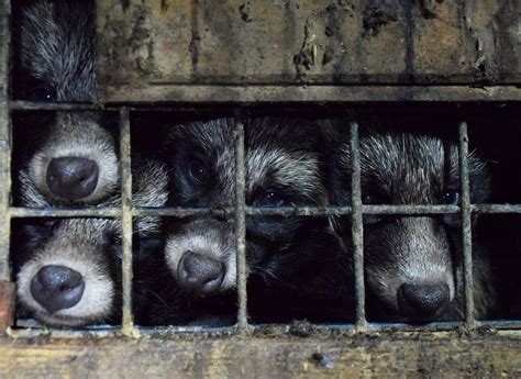 New research into China's fur trade shows consumer appetite for fur ...