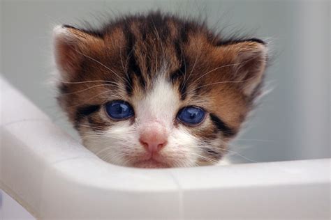 Will My Kitten's Blue Eyes Change Color? (Common Kitten Questions ...