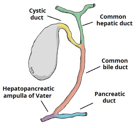 Cholangitis - Pathophysiology - Causes - TeachMeSurgery