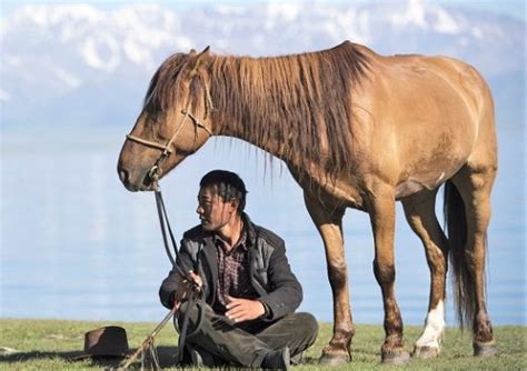 15 Chinese Horse Breeds (Facts, History & Pictures)