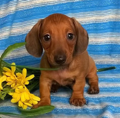 69+ Mini Dachshund Puppy Breeders Pic - Bleumoonproductions