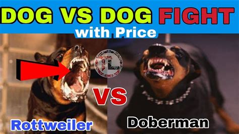 Doberman Vs Rottweiler Fight