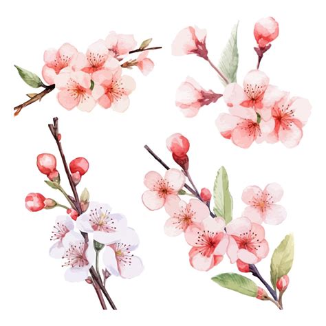 Premium Vector | Set of watercolor cherry flower white background