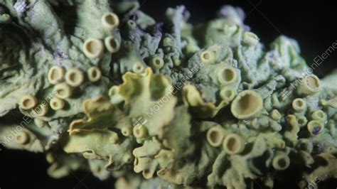 Foliose Lichen Round Apothecia By Microscope. Scurfy Greenery ...