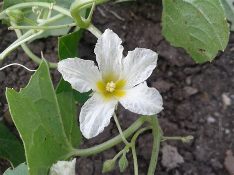 Can anybody help me to Identify this cucurbitaceae plants.? | ResearchGate