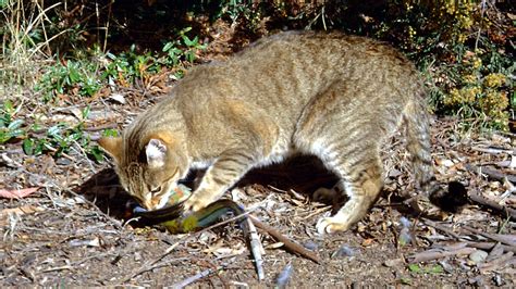 The Devilish (And Dare We Say Brilliant) Way Australia's Feral Cats Use ...