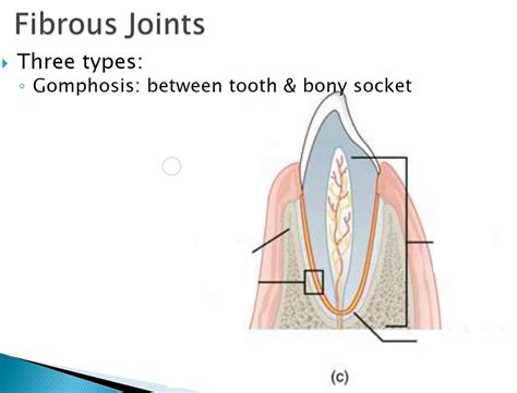 Fibrous Joints: Gomphosis Diagram | Quizlet