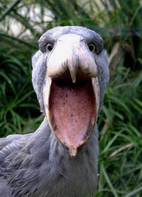 Terrifying... | Shoebill stork, Shoebill, Scary birds