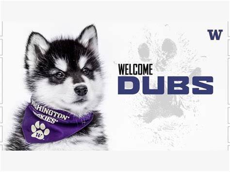 Say Hello To Dubs II, UW's New Mascot | Seattle, WA Patch