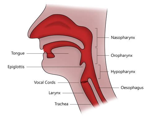 BASIC ANATOMY AND PHYSIOLOGY