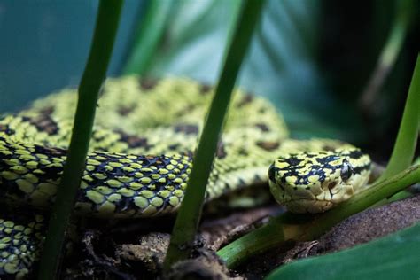 Red-spotted pitviper - ZooChat