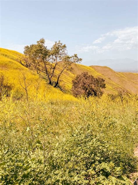 How to See the Chino Hills State Park Wildflowers (Mustard Blooms ...