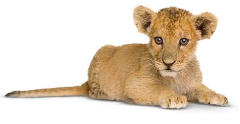 Lion Facts for Kids | Lion Information | DK Find Out