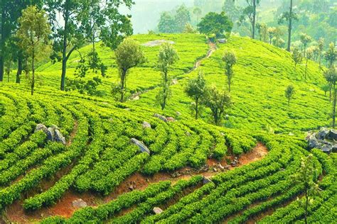 Tea Plantations In Sri Lanka: The 7 Best Tea Factory Tours