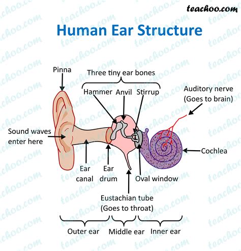 Human Ear Diagram And Functions