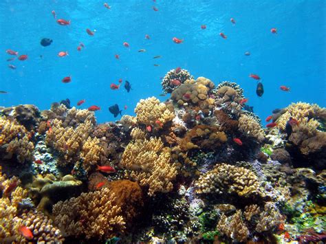 Hari Laut Sedunia : Mendorong Inovasi Pengelolaan Laut di Indonesia ...