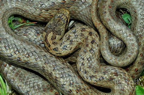 Smooth Snake Photograph by Colin Varndell/science Photo Library | Fine ...