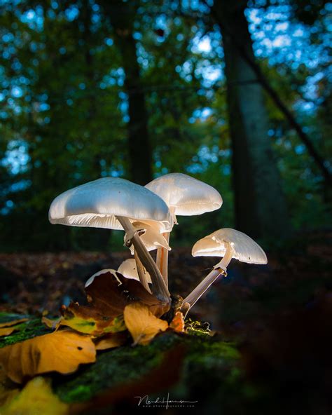 10 Tips and Inspiration for Photographing Mushrooms | Fstoppers