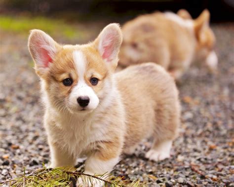 Corgi Puppies Wallpaper (54+ images)