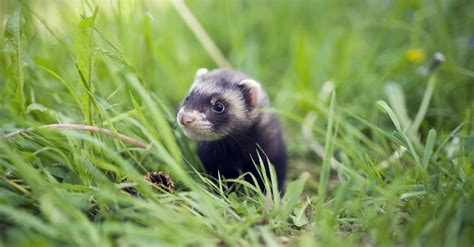 Ferret เป็นหนูหรือไม่? | Newagepitbulls