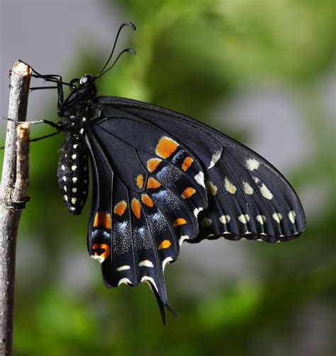 All of Nature: Black Swallowtail Butterfly Emerges