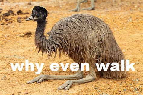 Emo emu meme by sidske on DeviantArt