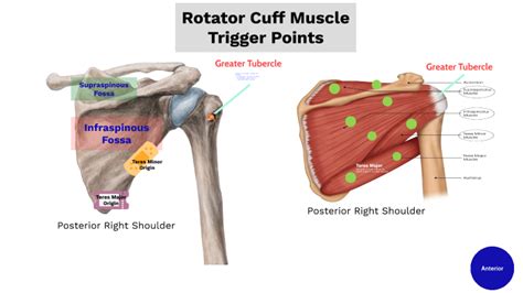 Greater Tubercle Of Humerus