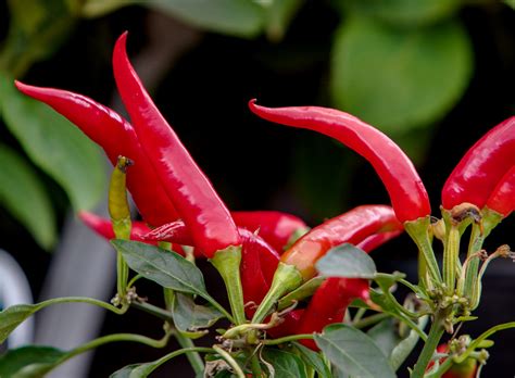 Red Chili Peppers Free Stock Photo - Public Domain Pictures