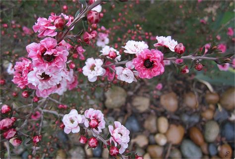 rainy day flowers 2 | flowers | sunnyvaledave | Flickr