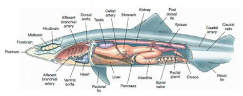 Spiny Dogfish Internal Anatomy Diagram