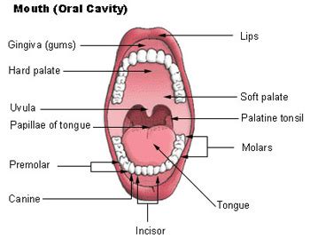 human stomach parts in female